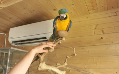 « La Ferme des Animaux »